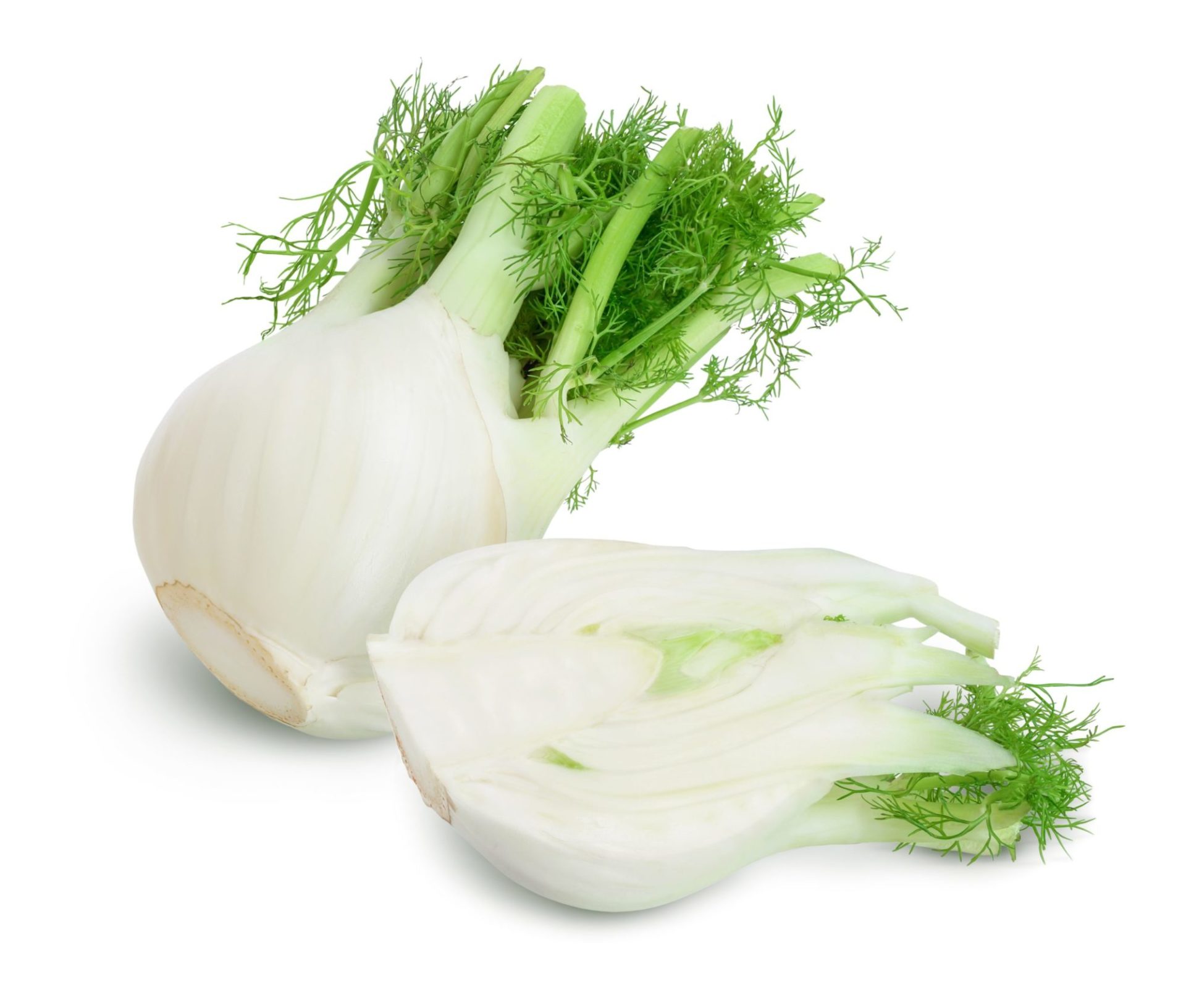 Le Fenouil